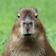 capybara512